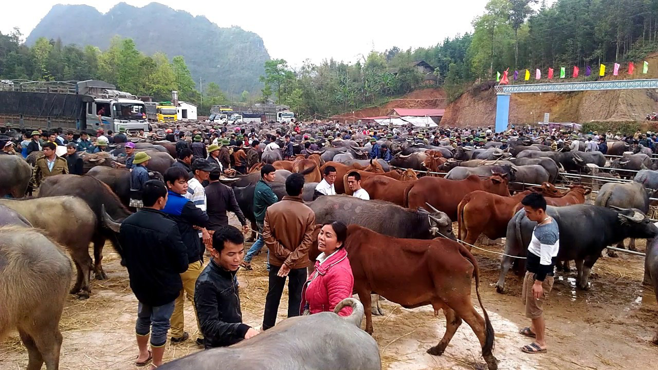 Tra Linh - the biggest buffalow market in Cao Bang province